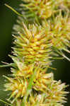 Fox sedge